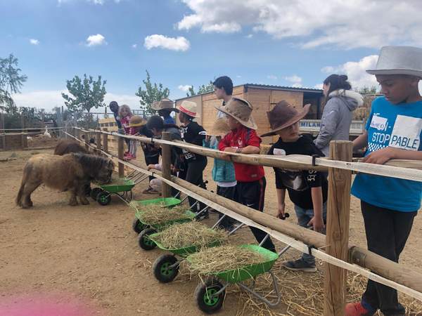 Grup d'infants amb barret de vaquer donant menjar als ponis des de la tanca