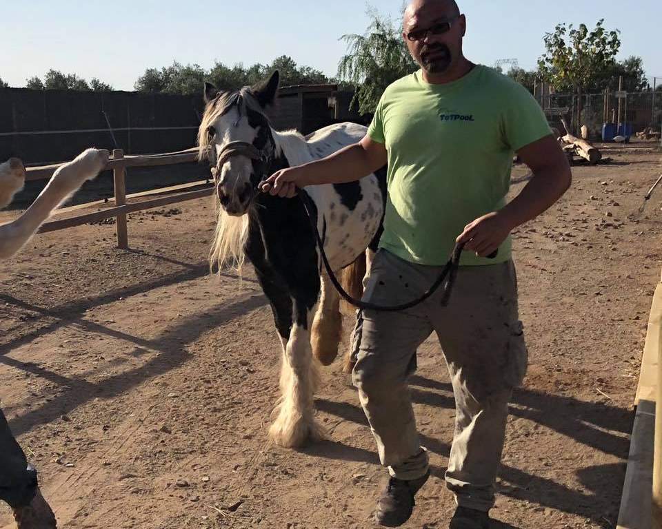 Home amb samarreta verda passejant un cavall blanc i negre pel tancat