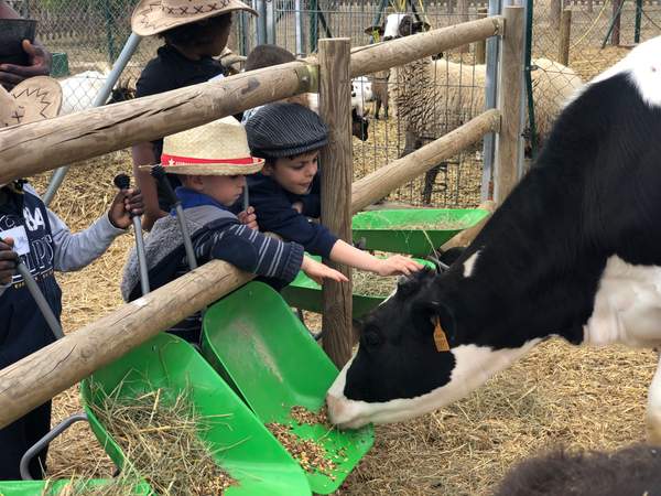 Infants amb barret donant menjar a una vaca blanca i negra per la tanca