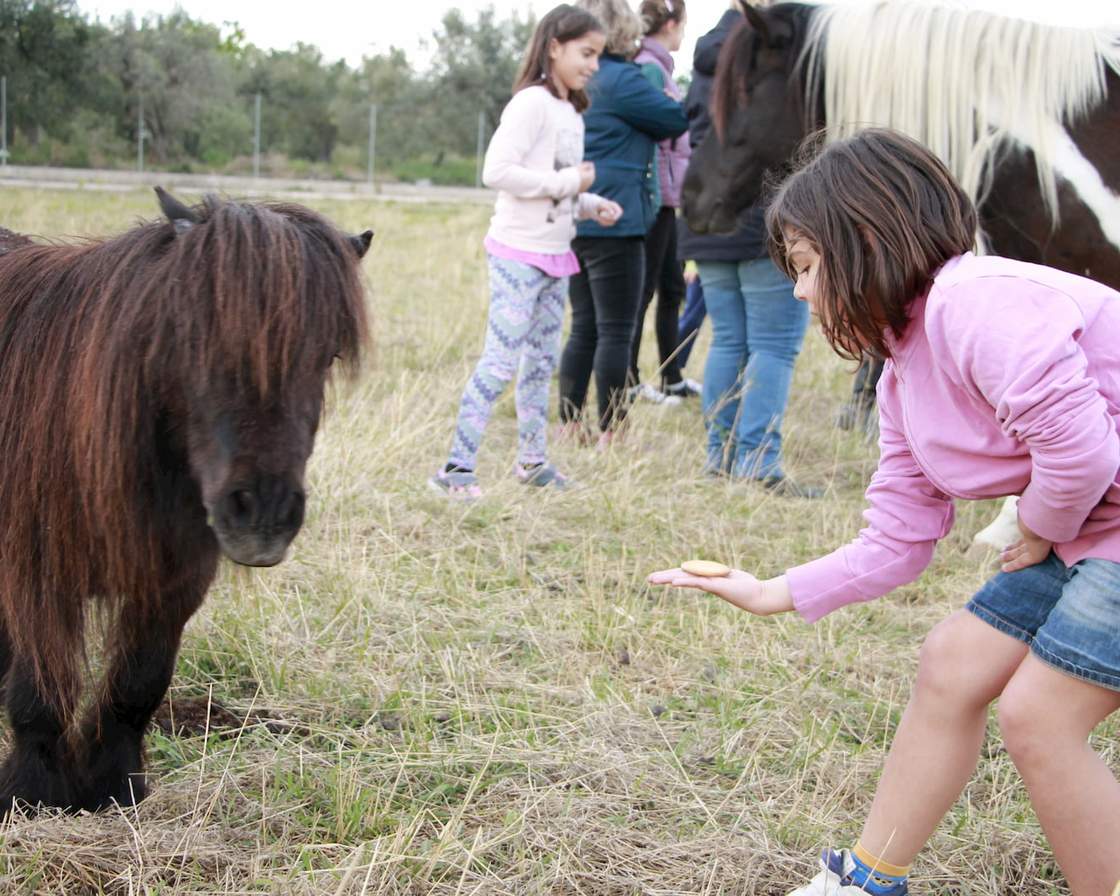 Nena oferint menjar amb la mà a un poni marró al prat