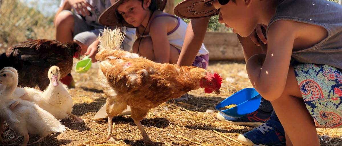 Infants amb barret de vaquer observant gallines i ànecs que mengen a terra