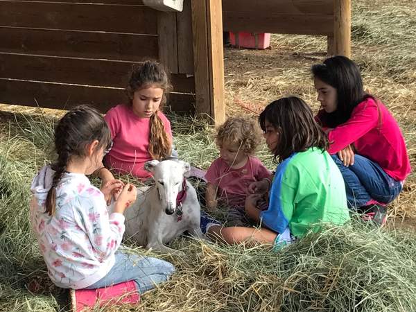 Nenes assegudes a la palla acariciant un gos llebrer blanc sota el cobert