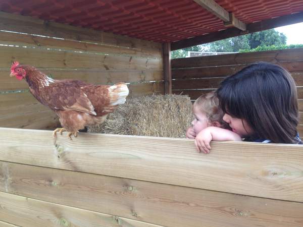Gallina dalt d'una tanca de fusta mentre dues nenes la miren recolzades a la barana
