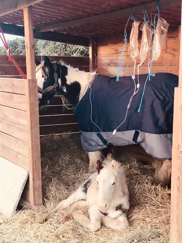 Euga poni amb manta i goter a l'estable, amb el poltre estirat a la palla