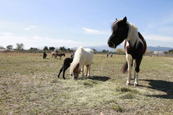 Cavalls i ponis pasturant en un camp obert amb muntanyes al fons